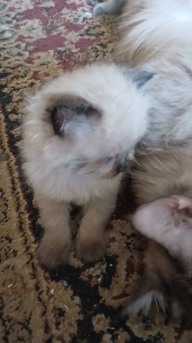 Невська маскарадна кошенята 1 міс, бронь