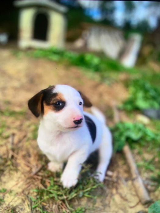 Caezinhos e cadelas para doar