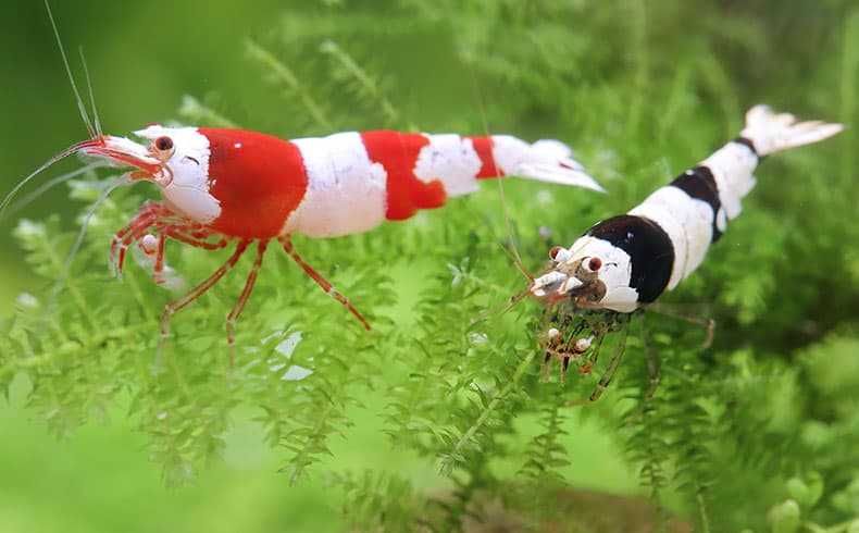 Мох , минералы, креветки кристалл, листья миндаля