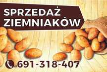Ziemniaki jadalne Denar, Ignacy, Michaliny.