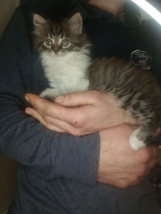 Невозможно милый и пушистый котенок от военных