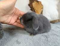 Mini Lop hodowla