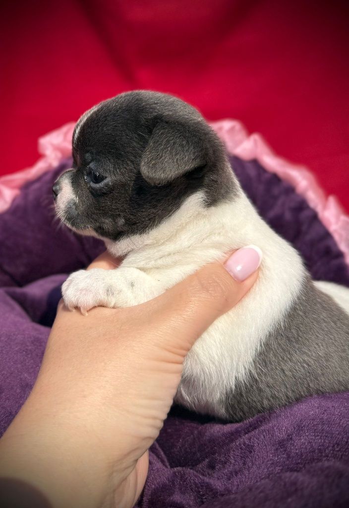 Suczka Chihuahua z rodowodem