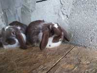 Продам пару кроликів породи французький баран