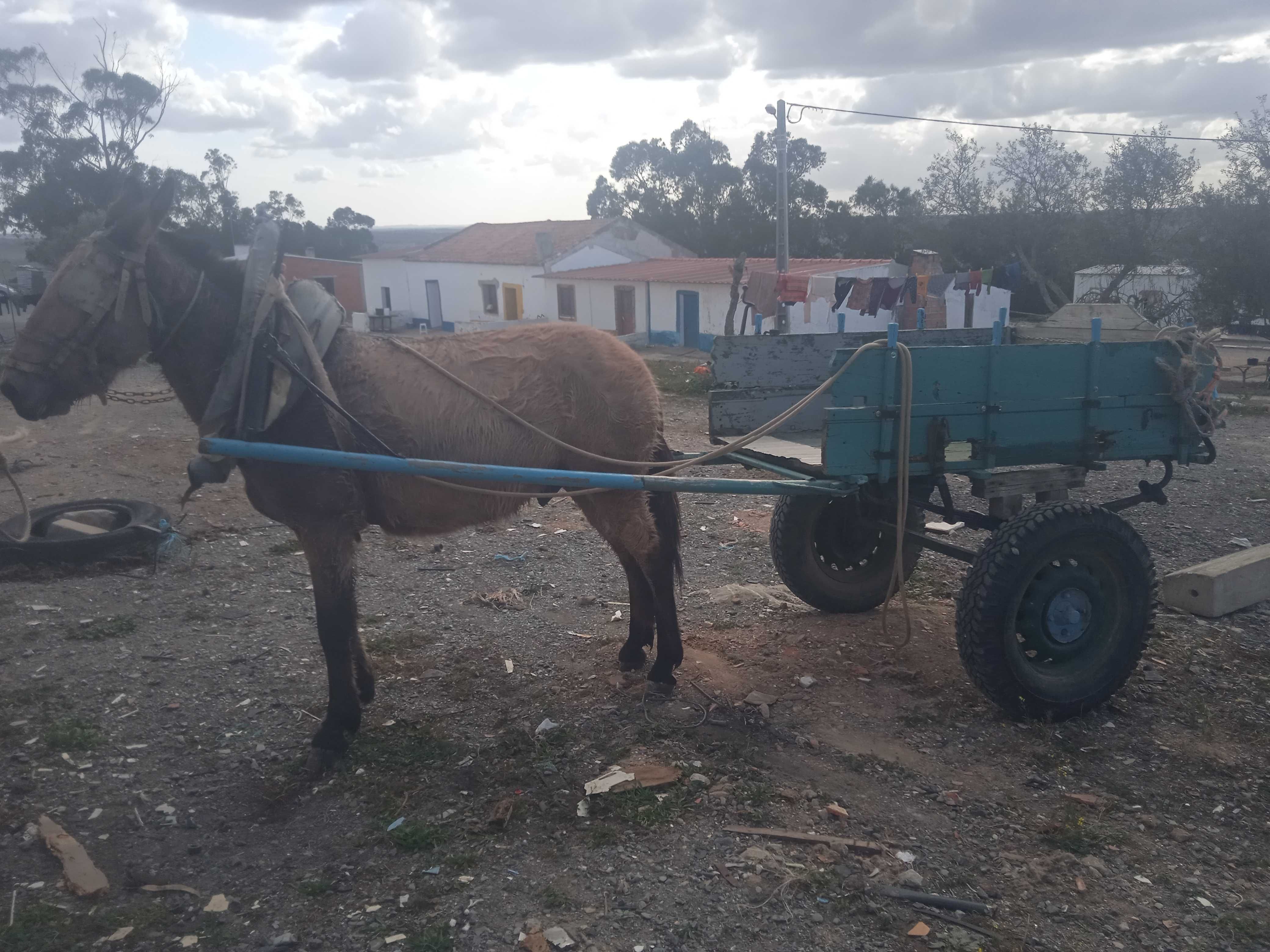 Vende_se macho bem engatado