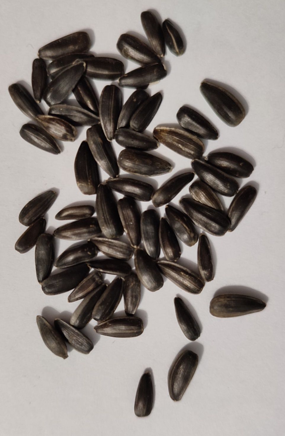 seradela, lucerna, koniczyna, facelia, rzodkiew, gorczyca, proso sorgo