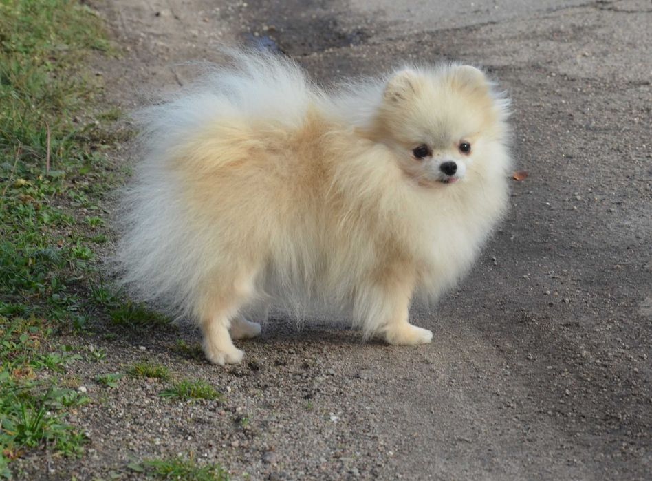 Взрослая крошка не для разведения.