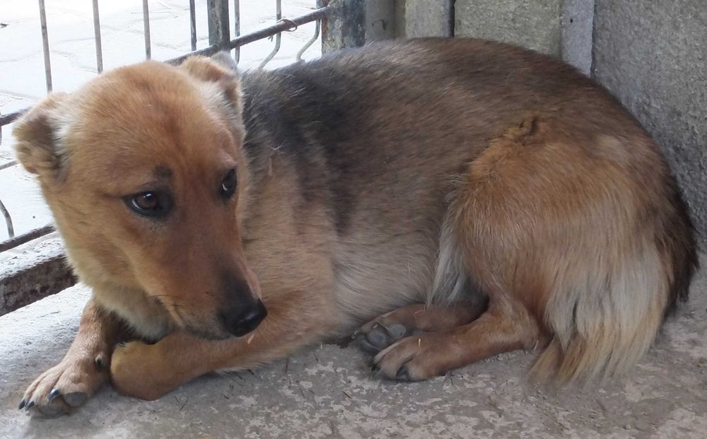 CZAKI pies niewysoki rudy z czarnym, zdystansowany do adopcji