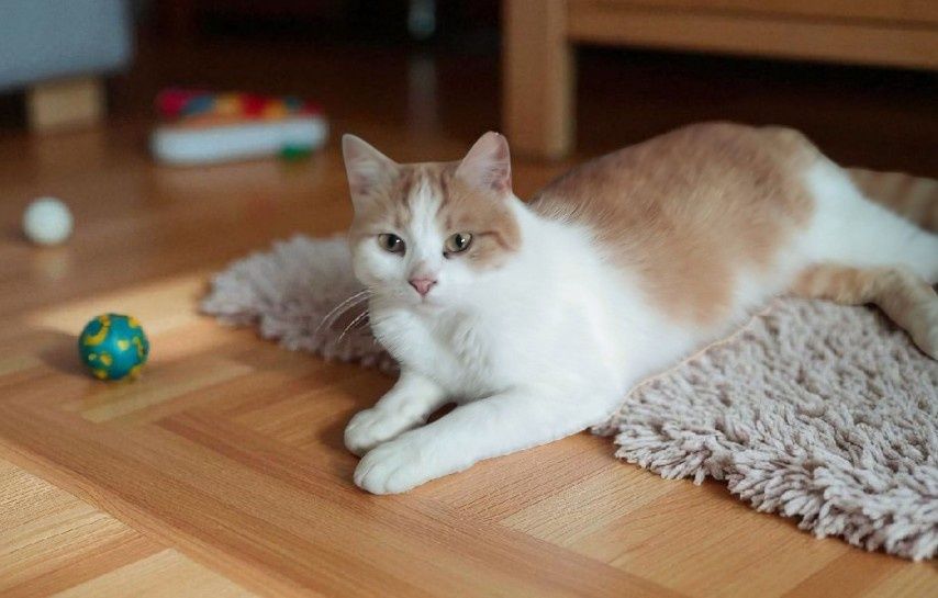 Кішечка шукає родину