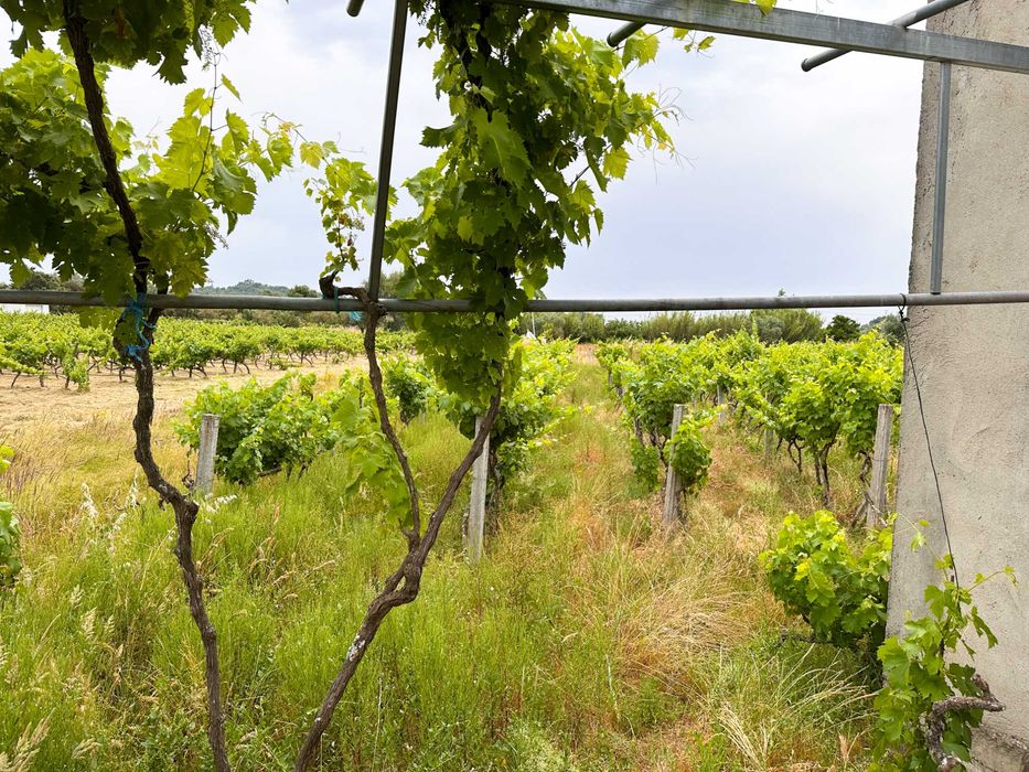 Terreno com 3.400 m2 para venda em Penamacor