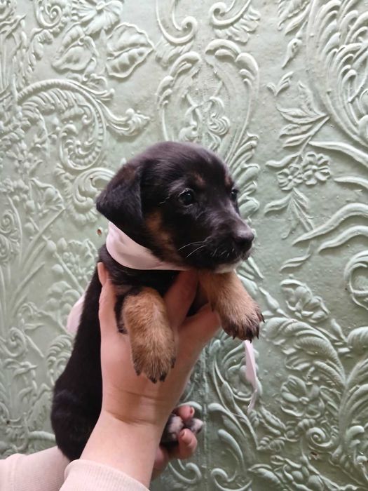 Отдам щенков в добрые руки