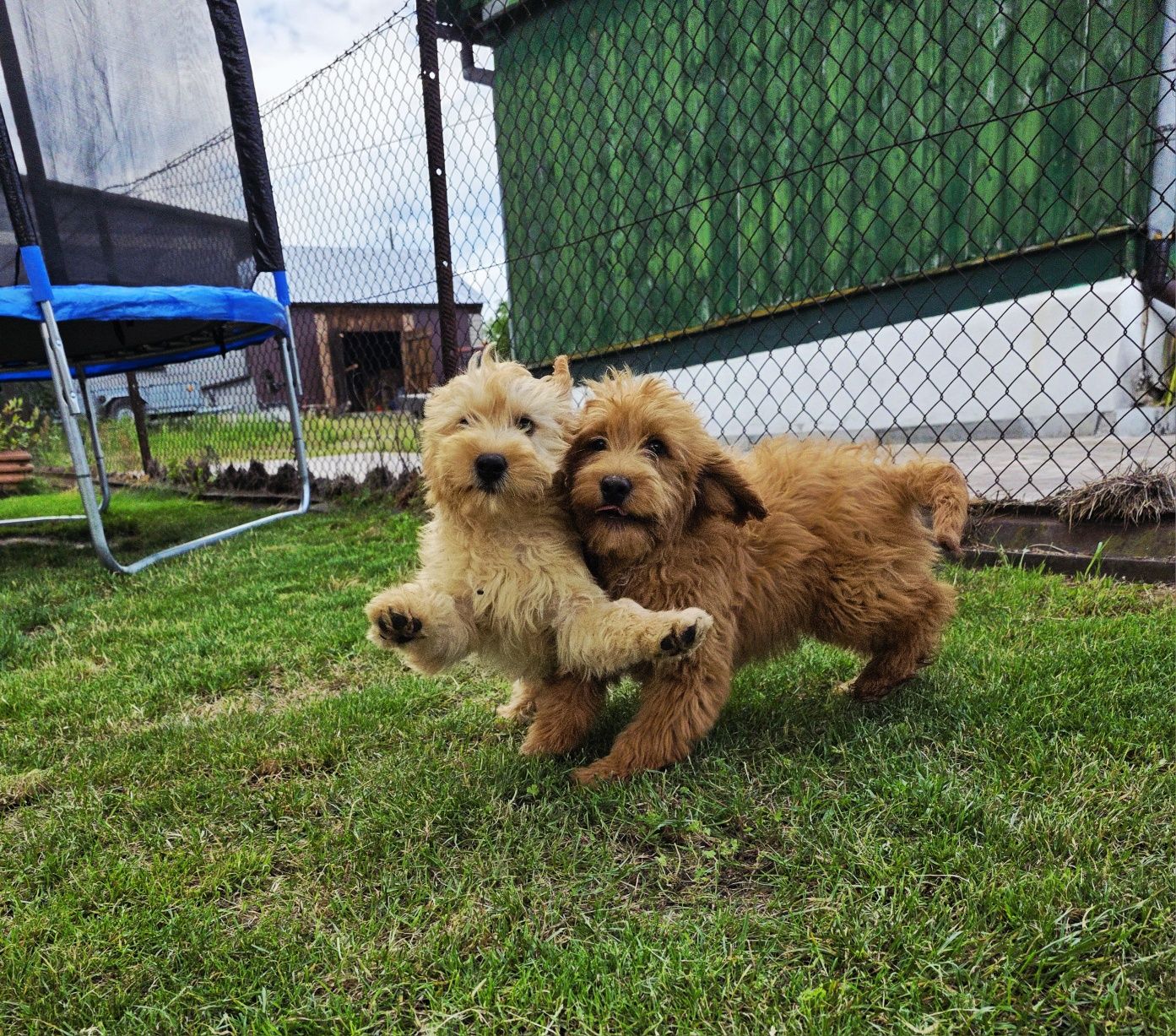 Goldendoodle f1 piesek medium standard