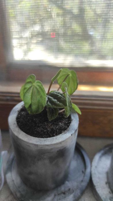 Пеперомія lilian