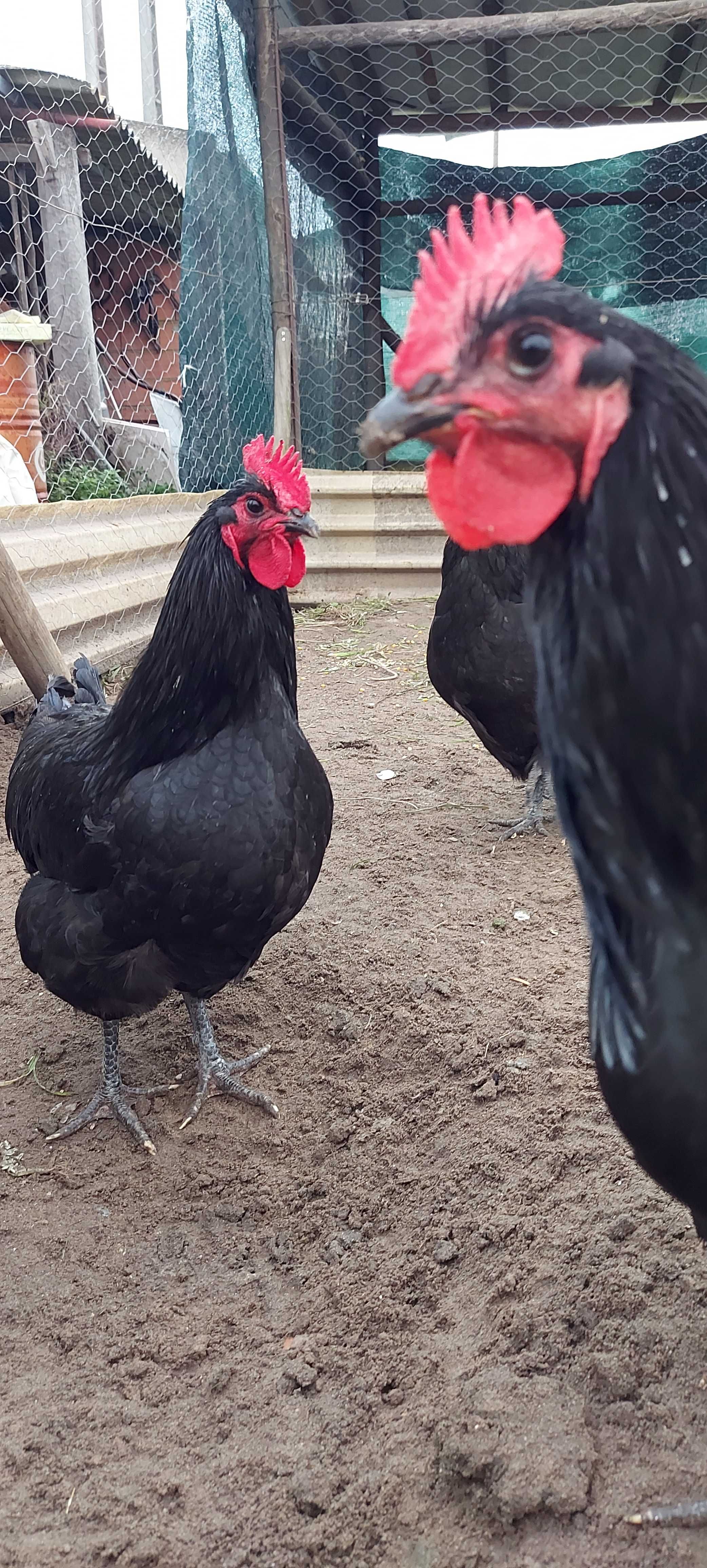 Aves raça Australorp