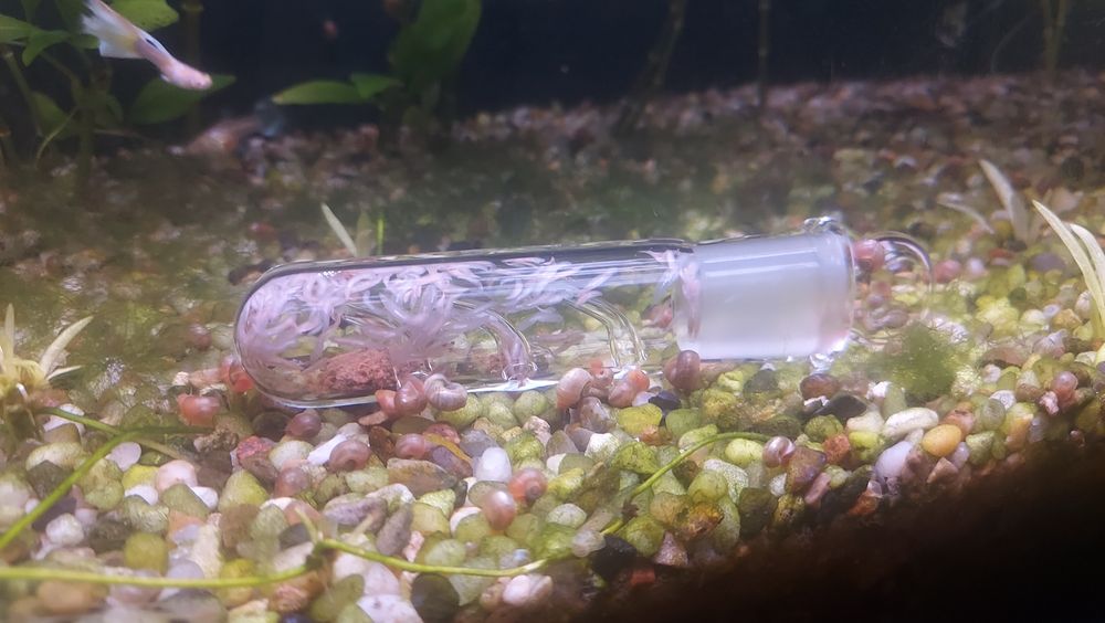 Pułapka do Akwarium na Wypławki Planarię Malutkie ślimaki oraz pijawki
