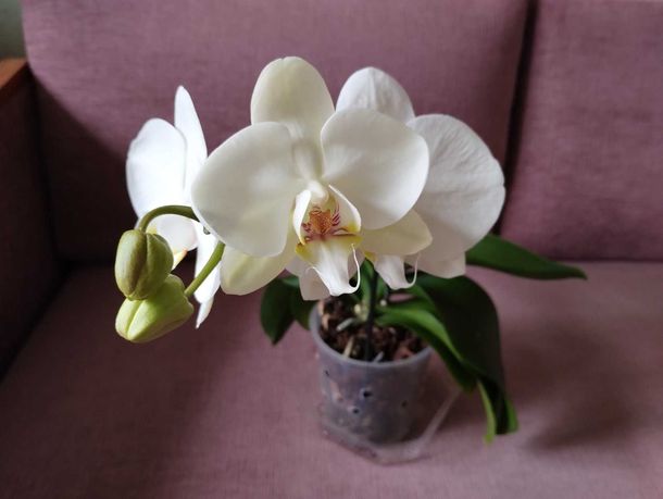 Орхидея белая одомашненная