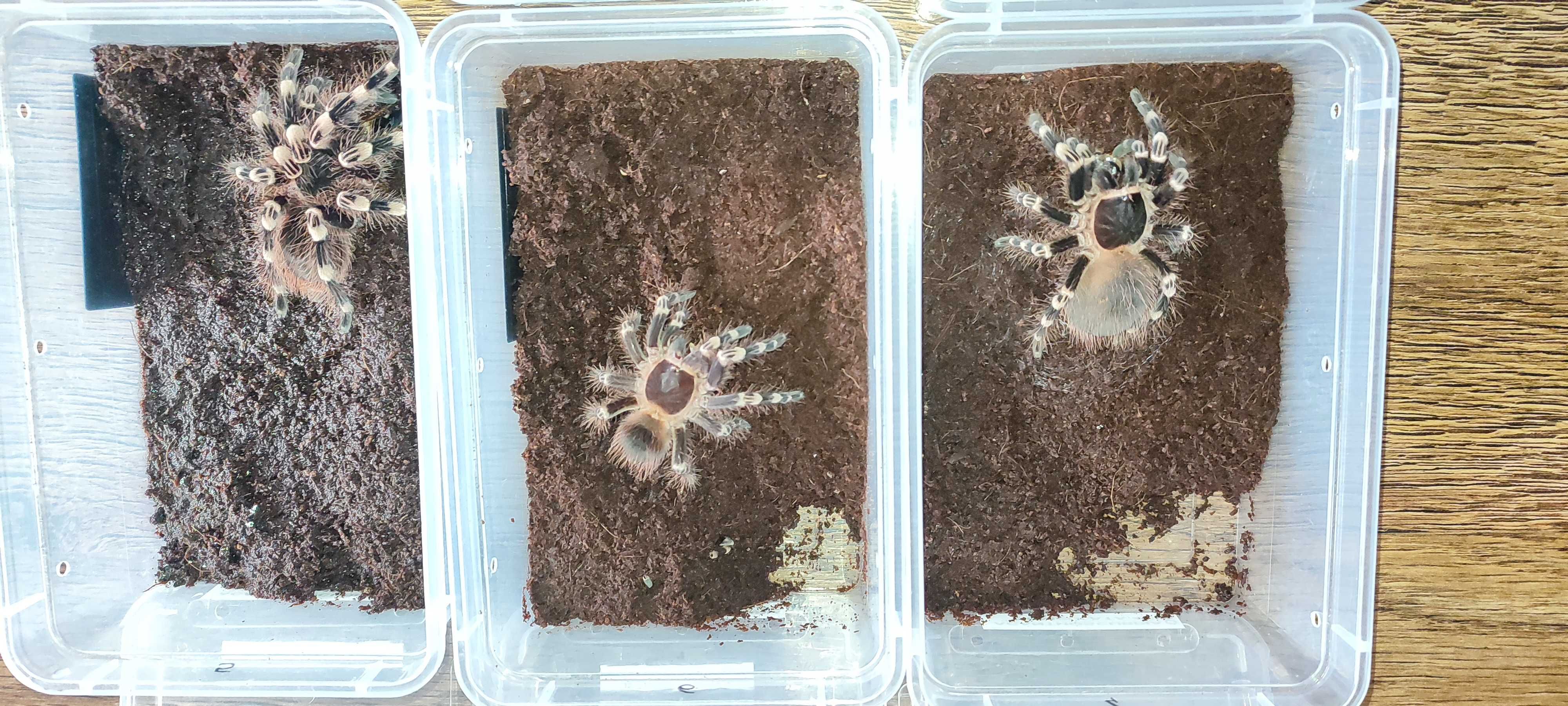 Duże samice Acanthoscurria geniculata ok 5 dc