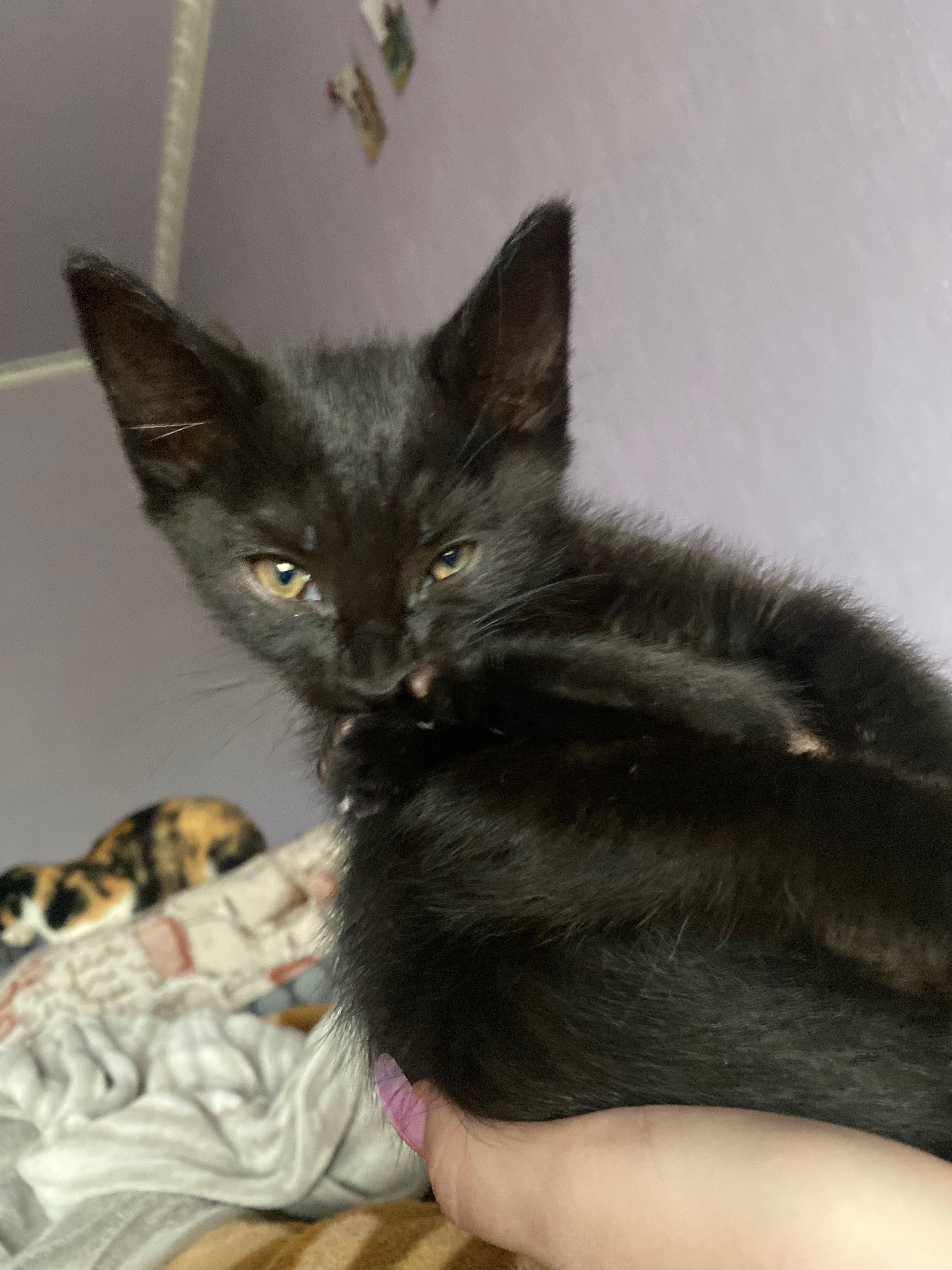 Отдам бесплатно котёнка