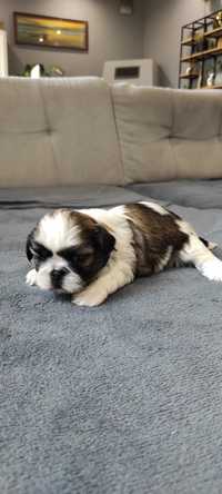 Piesek Shih Tzu tricolor