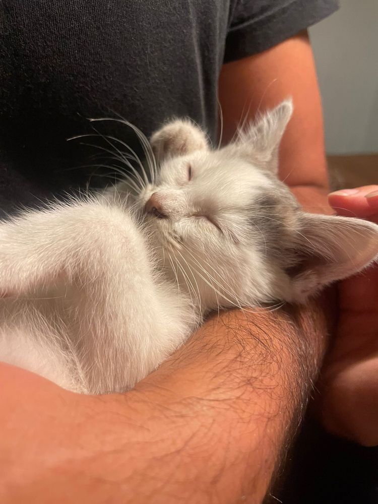 Gatinha para adoção em Espinho