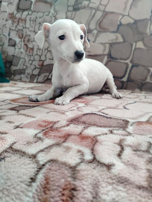 Jack Russell terrier suczka