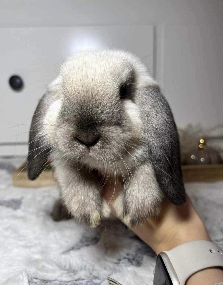 Kroliczki Mini Lop