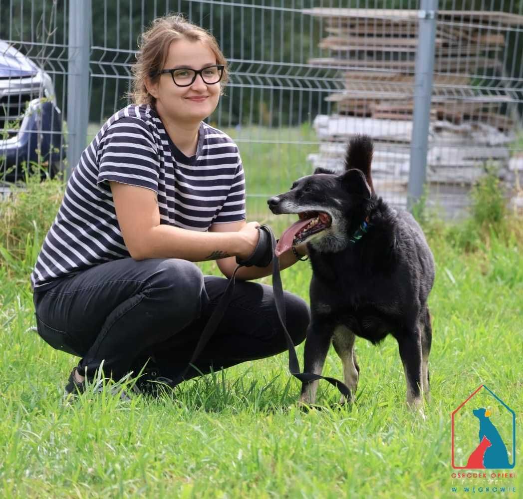CIĄGLE UŚMIECHNIĘTY, łagodny i pogodny - amator spacerów - do adopcji