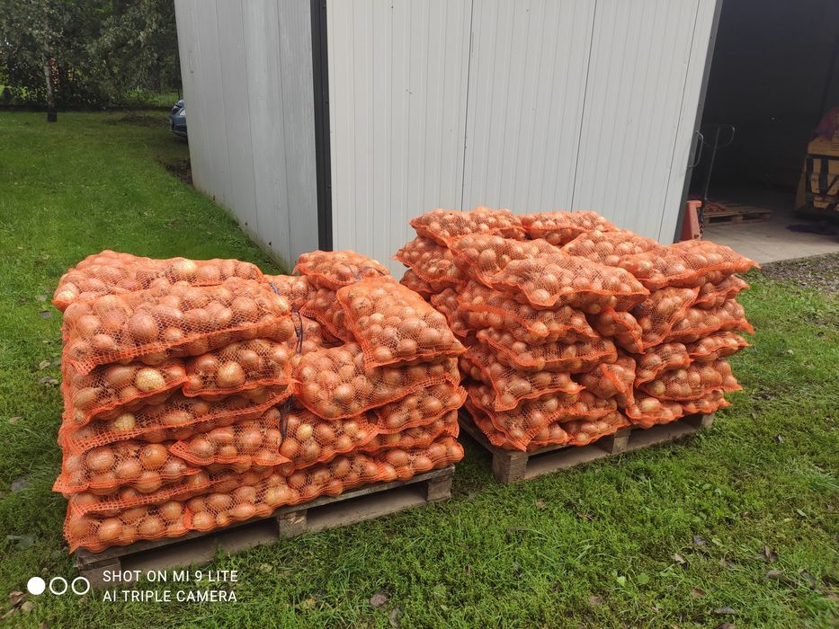 Sprzedam cebulę 1,40 zł za 1 kg