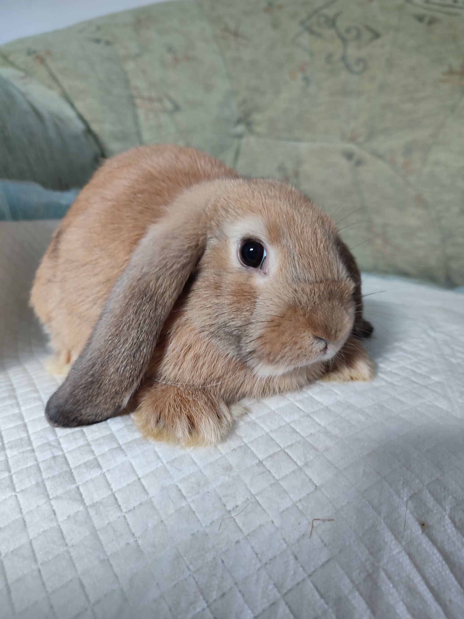 Króliczki mini lop, baranek miniaturka gotowe do odbioru