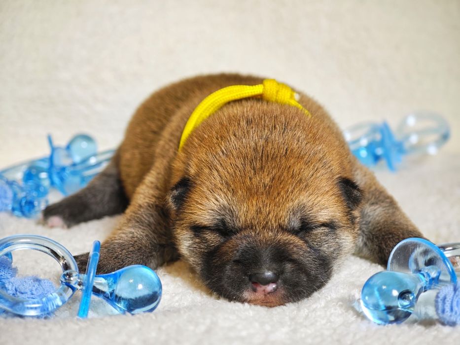 Szczeniak Shiba ZKwP FCI