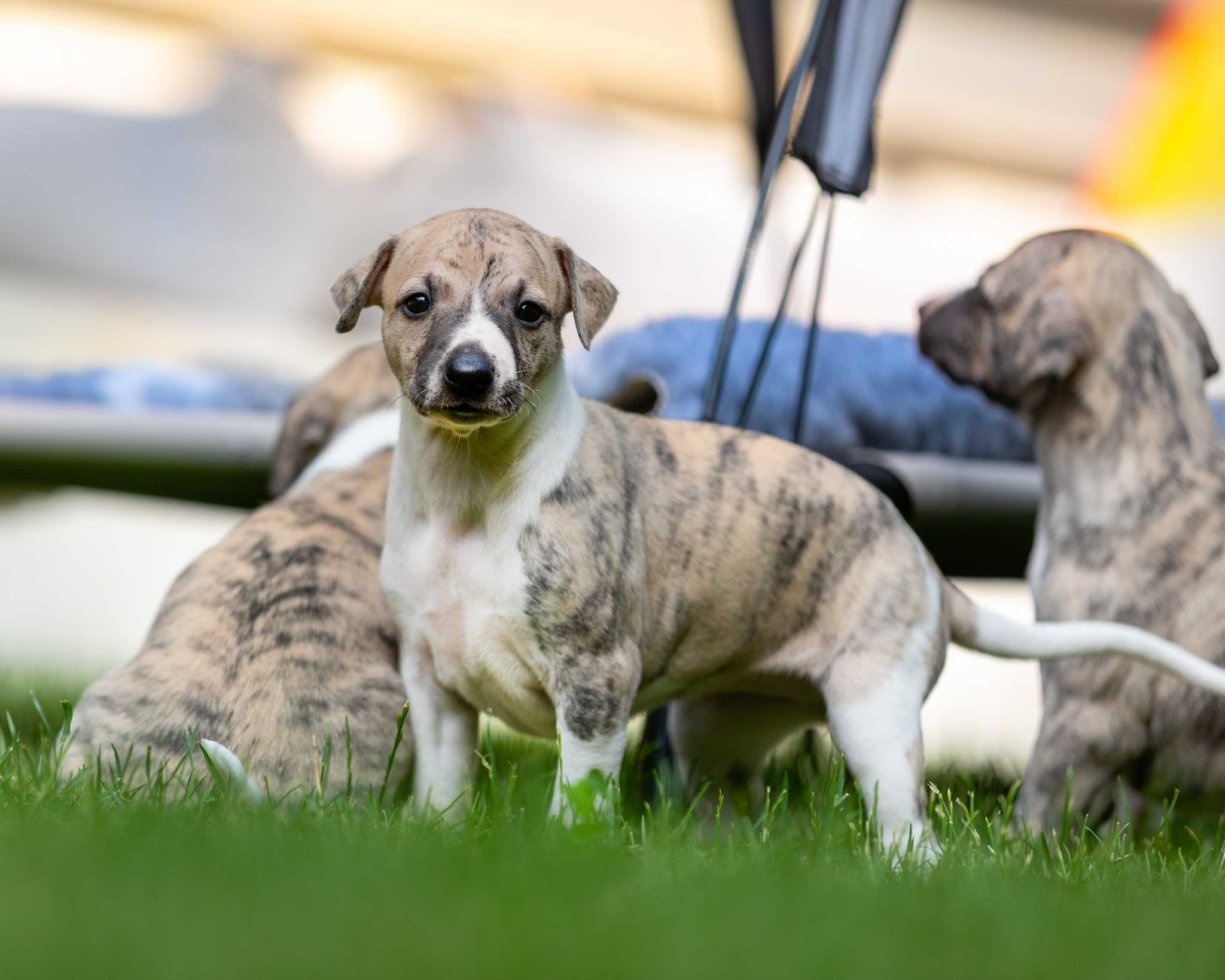 whippet chart angielski szczeniak