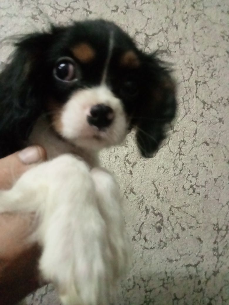 Cavalier King Charles Spaniel pies
