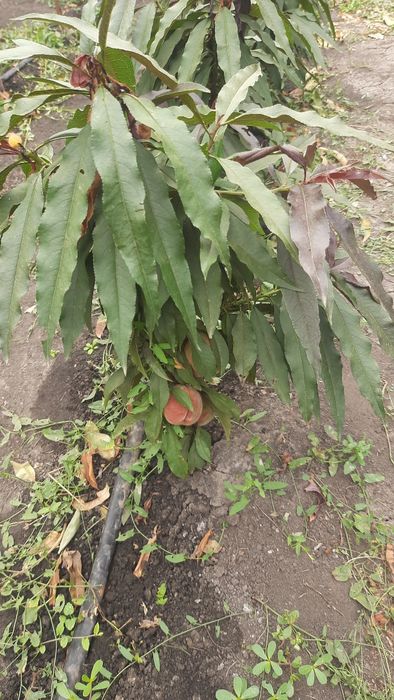 Саженци плодових дерев