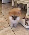 Szpic miniaturowy pomeranian xs miś piesek sable puszysty