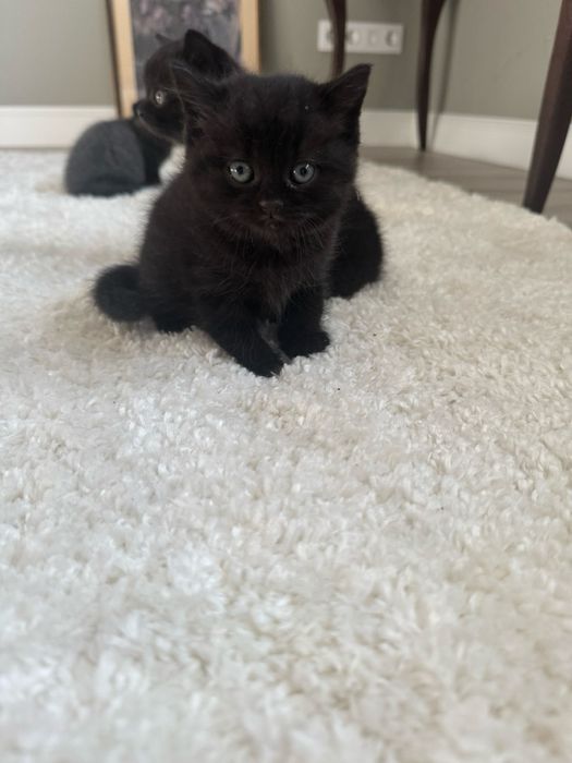 Кошеня шотландець, кошеня висловухе