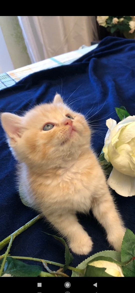 Шотландські кошенята