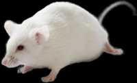 Mysz biała z czerwonymi oczkami