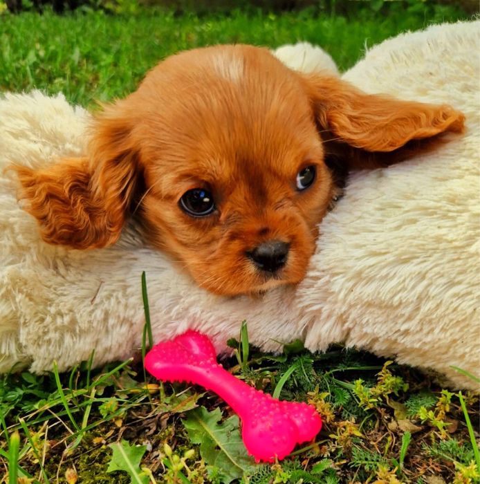 Wyjątkowa suczka Cavalier king wychowana z sercem w legalej hodowli