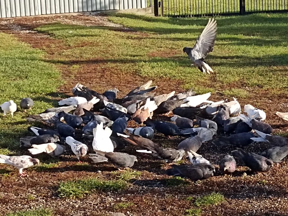 Gołębie nikołajewskie i orliki