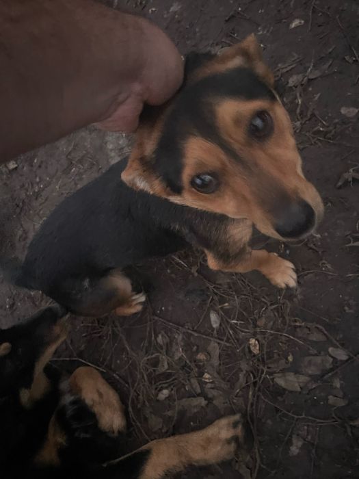 Знайшовся маленький песик