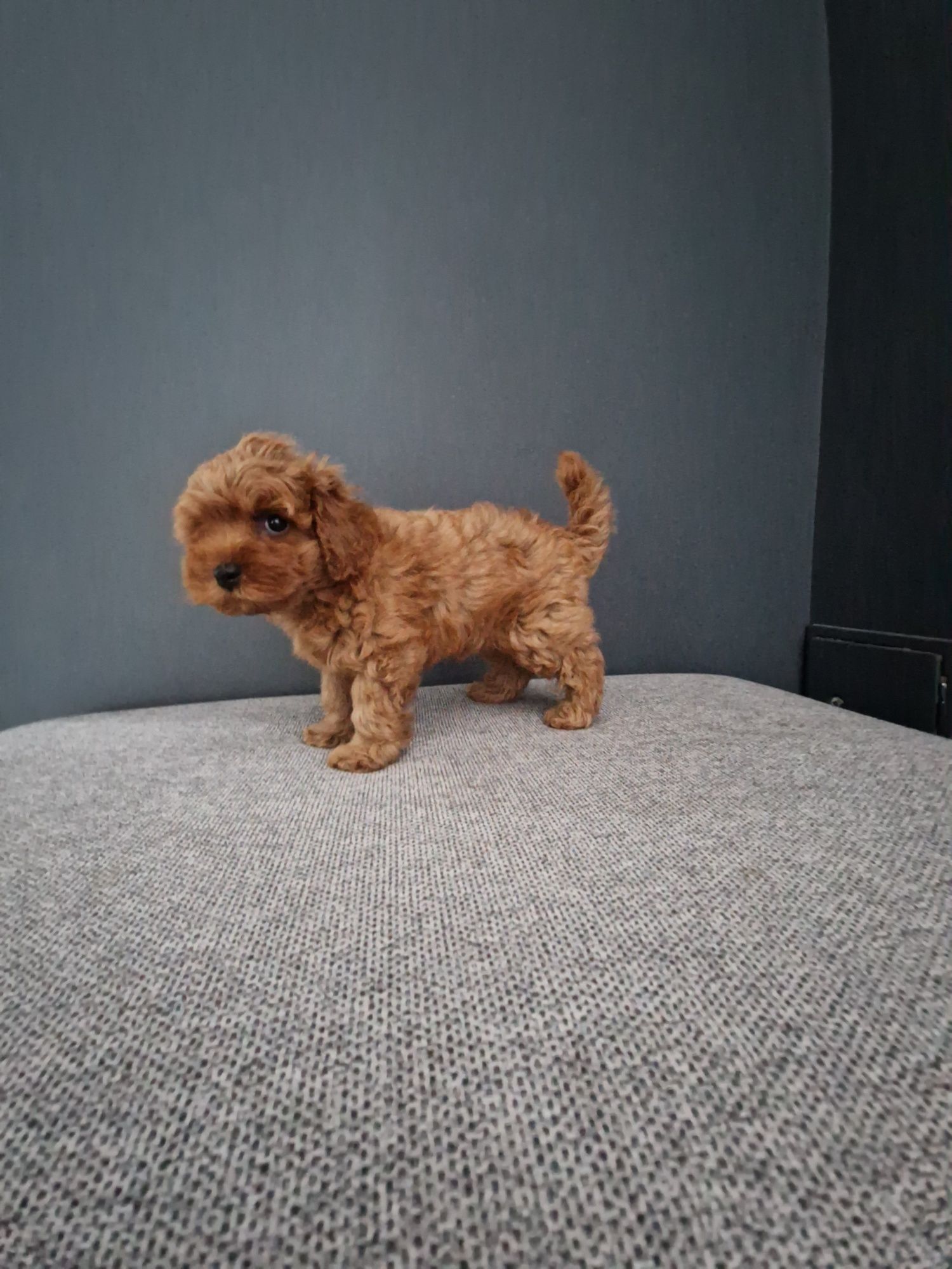 Maltipoo f1b Chłopiec xxs