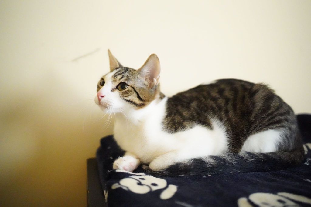Urocze kociaki do adopcji