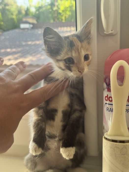 Маленьке кошеня, кіця 4 місяця Львів Вікторія Гарденс