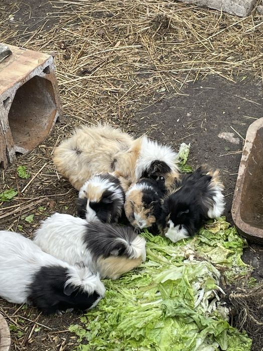 świnki morskie mlode