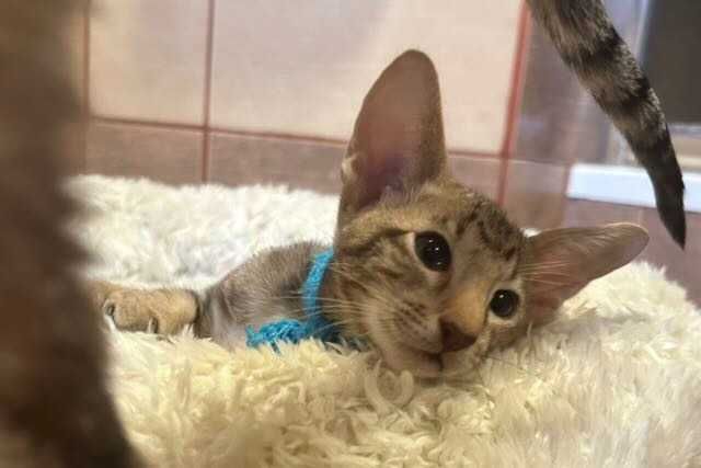 Orientalny kociak o nietypowym pręgowaniu