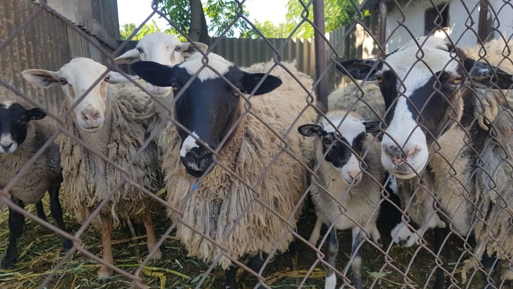 Продам овец с ягнятами