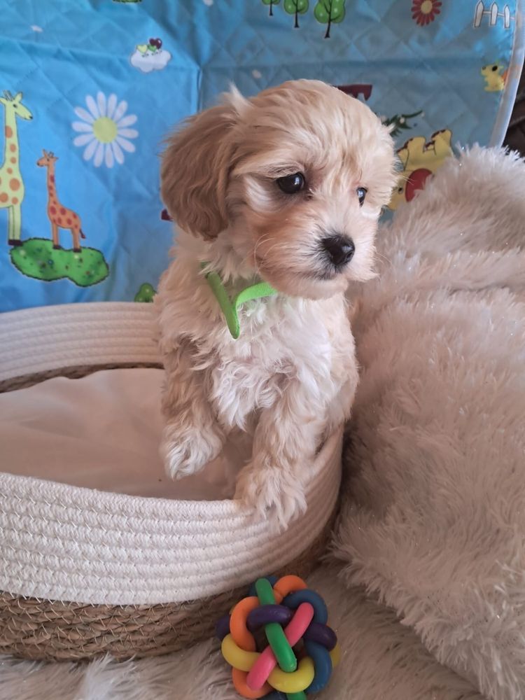 Maltipoo piesek mama maltańczyk tata pudel toy red