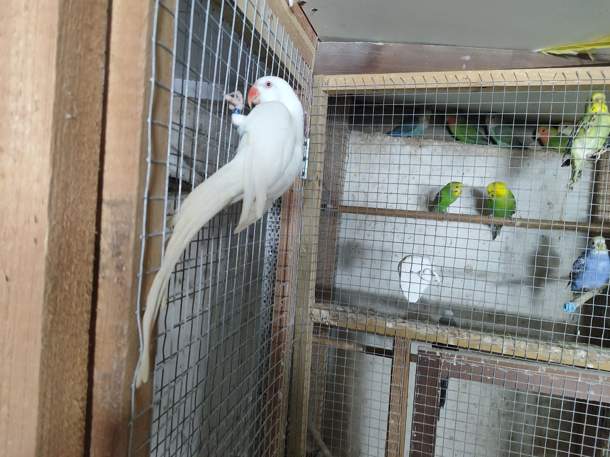 Aleksandretta albino samica z 2023r.