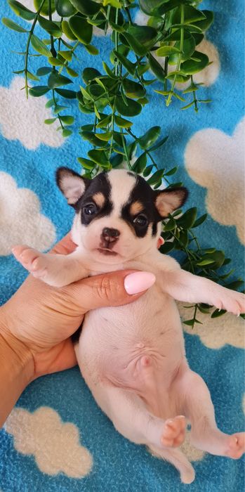 Estupendo Chihuahua/Chiuaua de Qualidade
