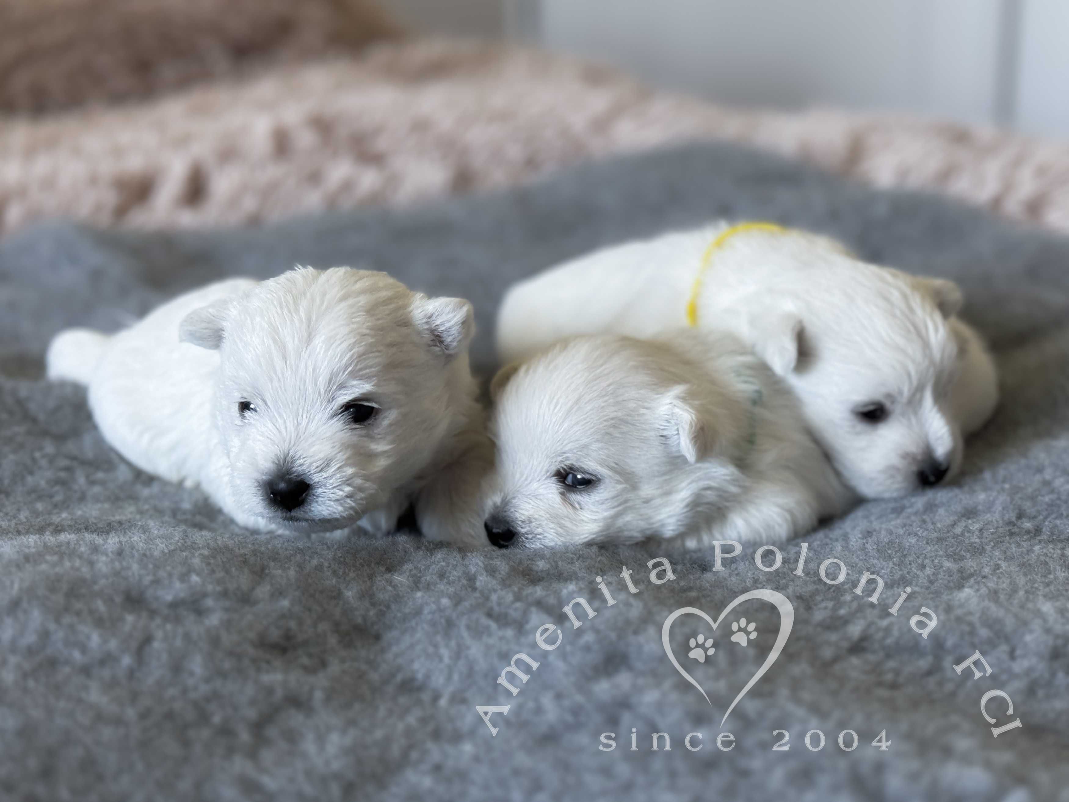 West highland white terrier szczeniak FCI chłopiec